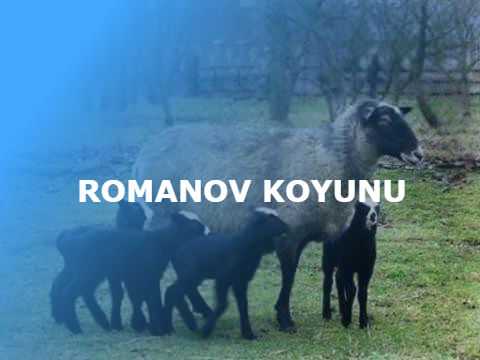 ROMANOV