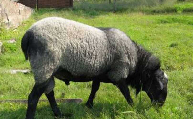 Ramanov koyunu çiftliği