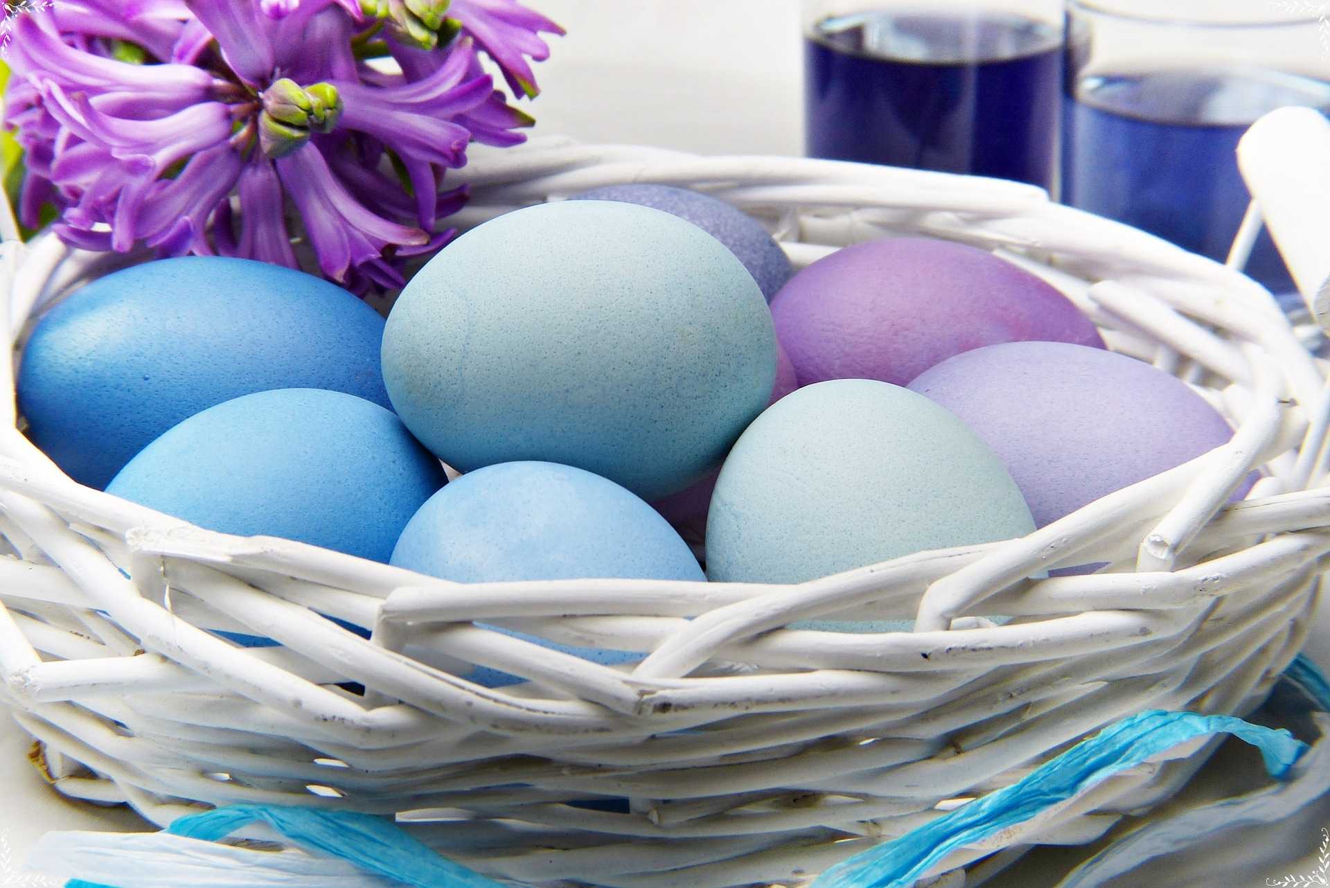 Mavi Yumurta Üretimi