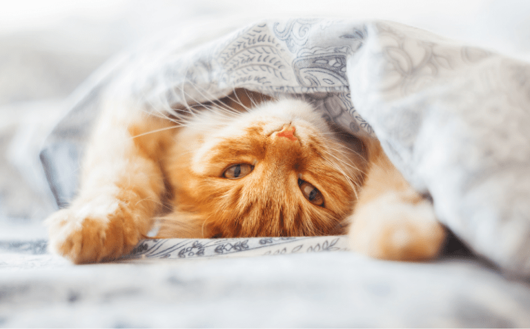 Kedi Bakıcılığı Yaparak Para Kazanma Ne İş Yapsam2020